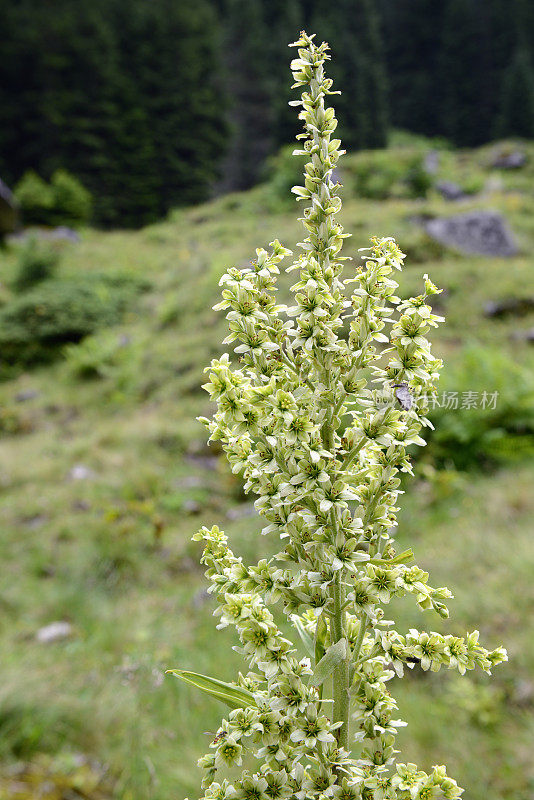 假helleborine (Veratrum album)